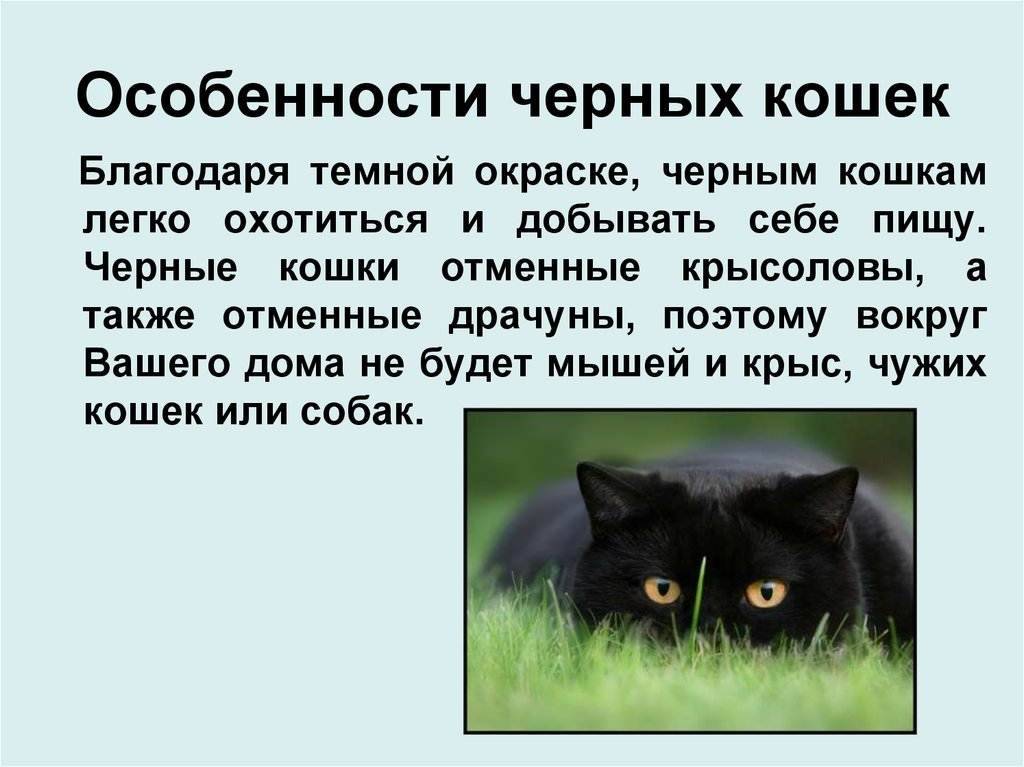 Кошка черная. породы и характерные особенности :: syl.ru