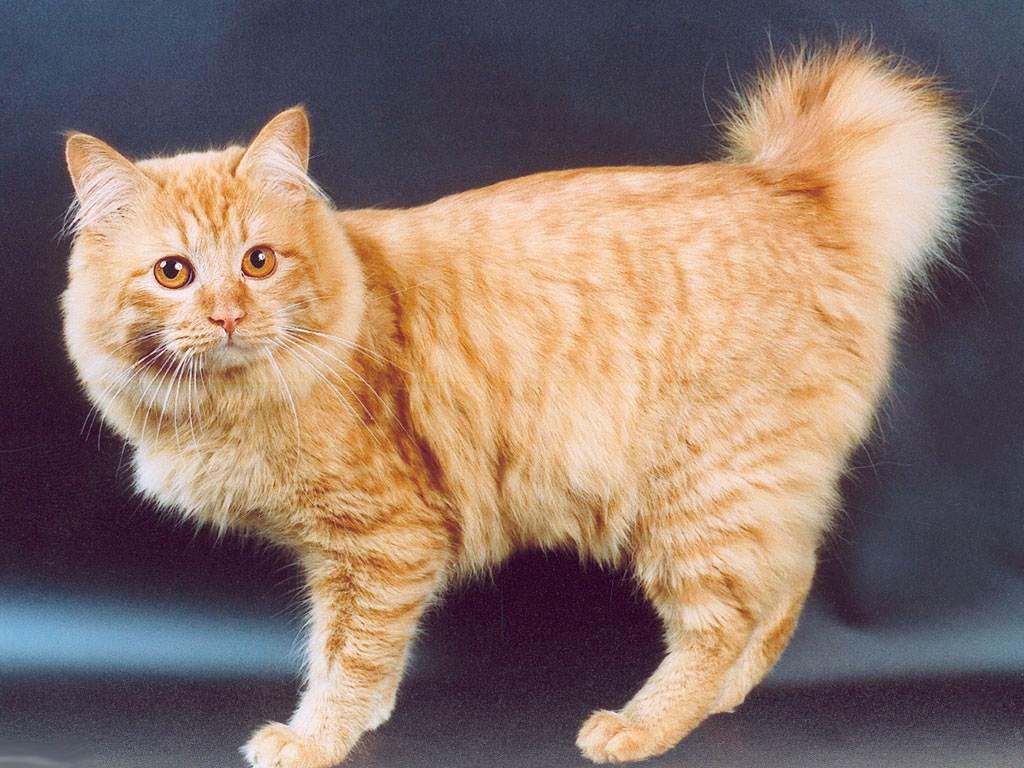 Топ-10 пород кошек без хвоста – от древних пород до экспериментальных единичных экземпляров