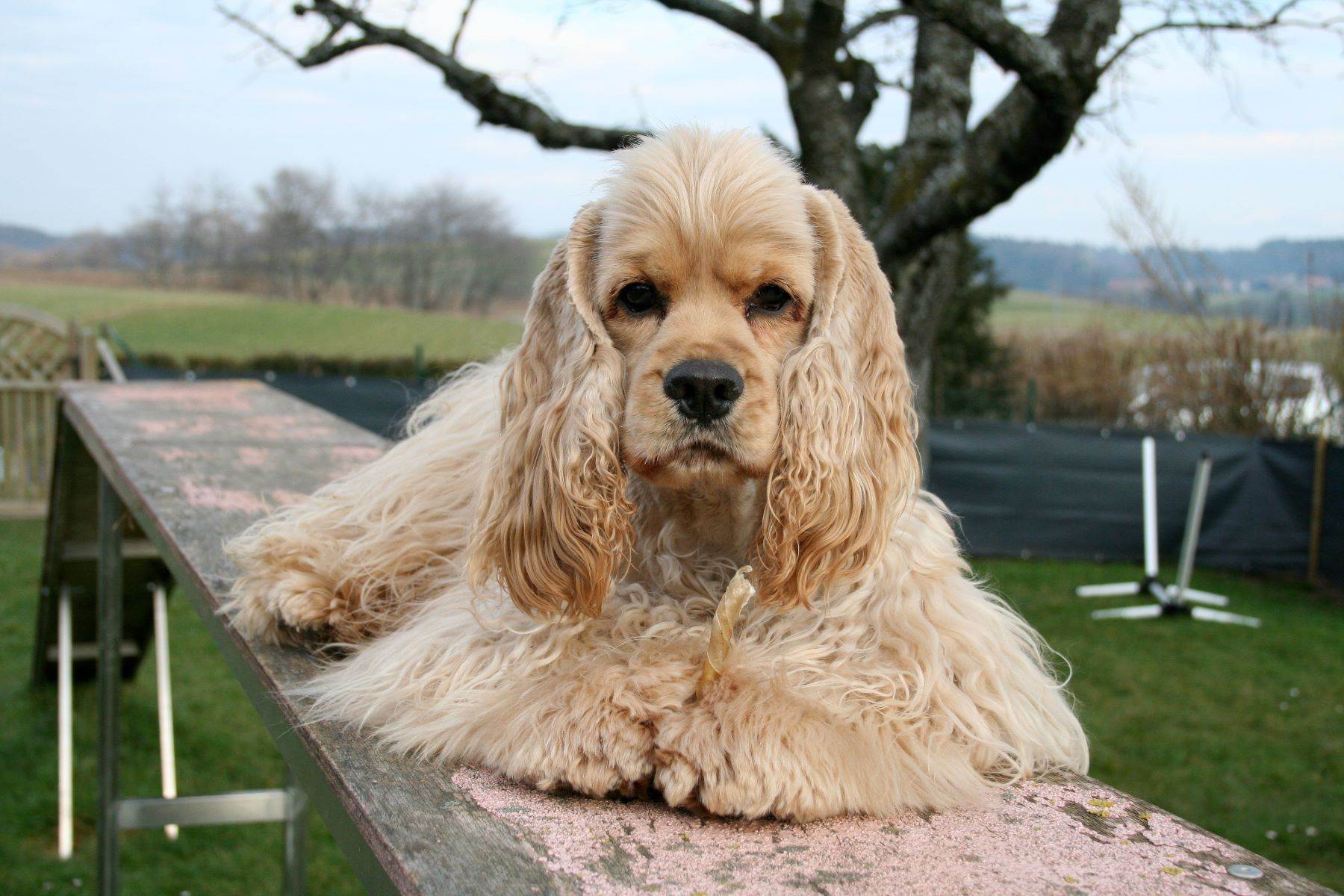 Американский кокер спаниель - 130 фото породы и основные характеристики собаки