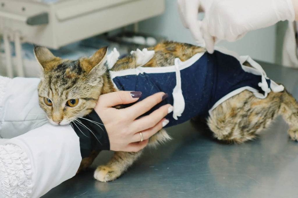 Стерилизация кошки: уход после операции от а до я