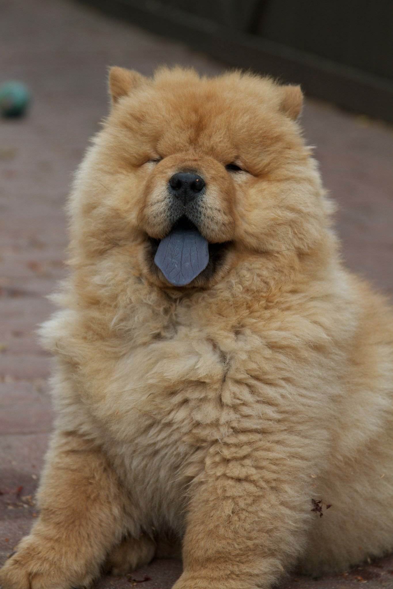 Как называется порода собак с фиолетовым языком фото