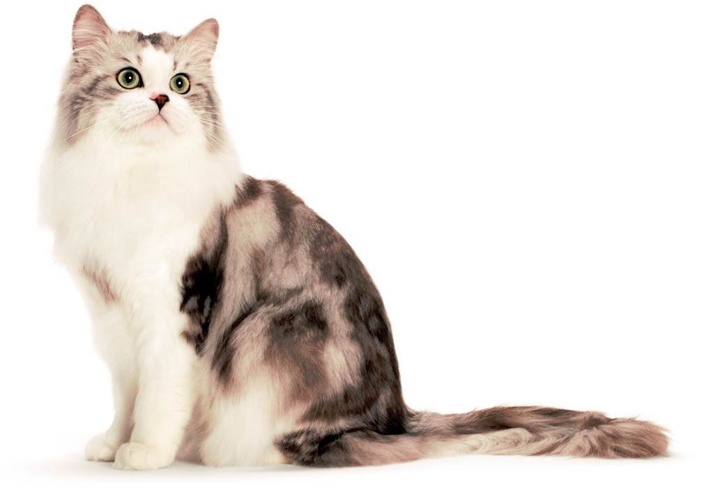 Рагамаффин: описание породы кошки, характеристики, фото, правила ухода и содержания – petstory