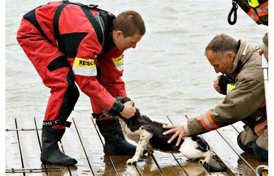 Сколько животных удалось спасти от полного исчезновения? - hi-news.ru