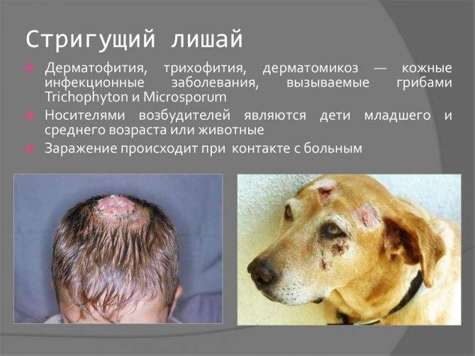 Трихофития у собак, стригущий лишай у собак: диагностика, лечение