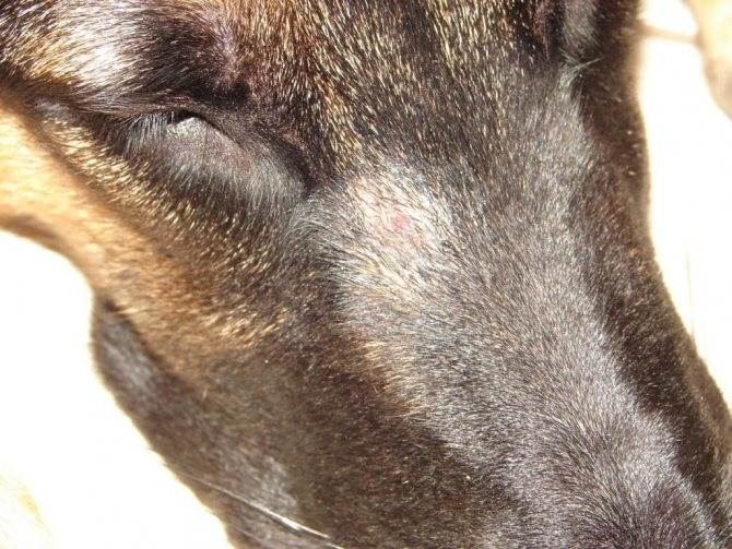 Лишай у собак: фото, лечение и опасность для человекаветлечебница рос-вет