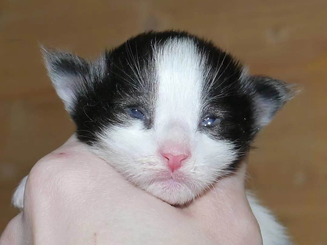 Когда у котят открываются глаза после рождения: через сколько дней малыши их открывают и как это происходит, как ухаживать за глазками