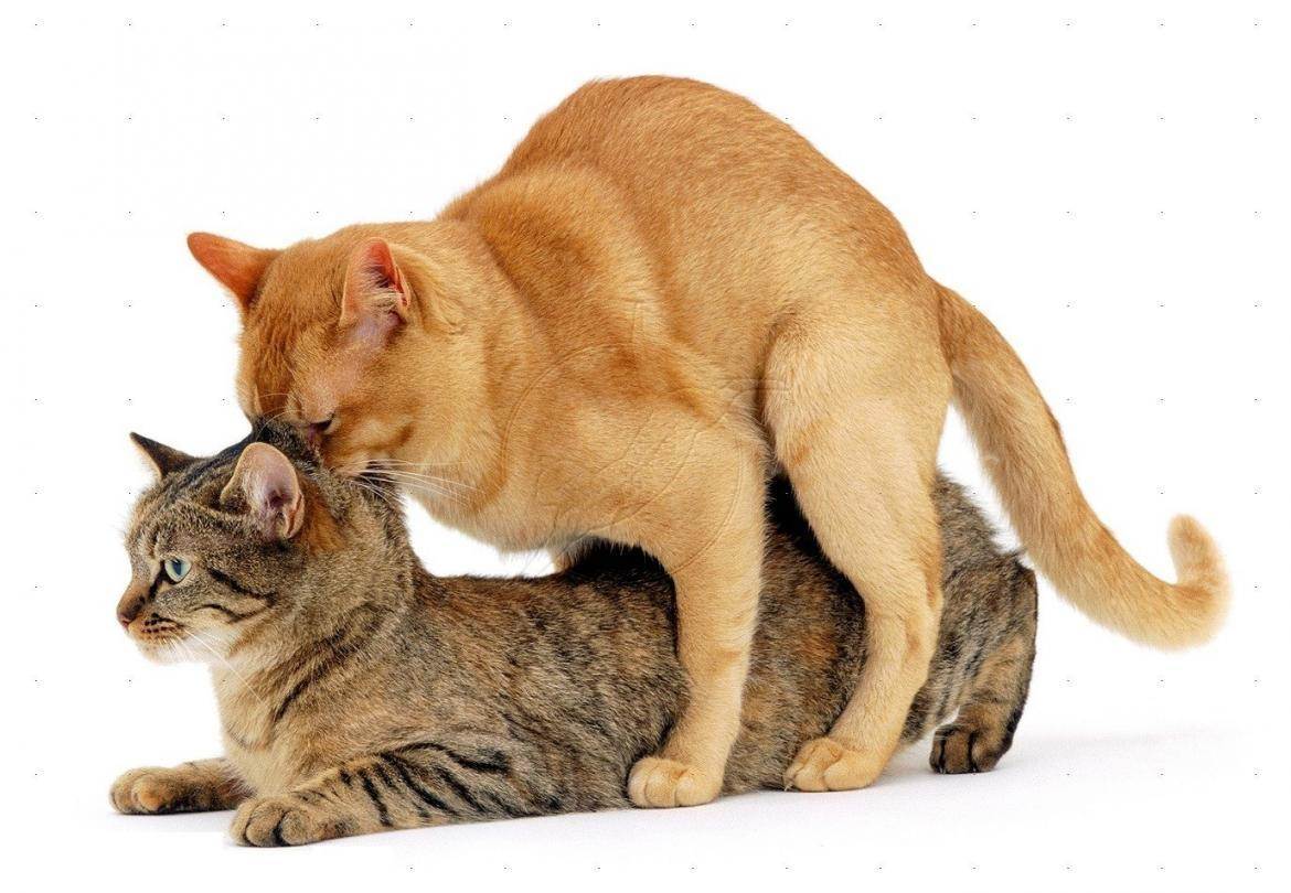 Вязка кошек: созревание, знакомство, спаривание, осложнения