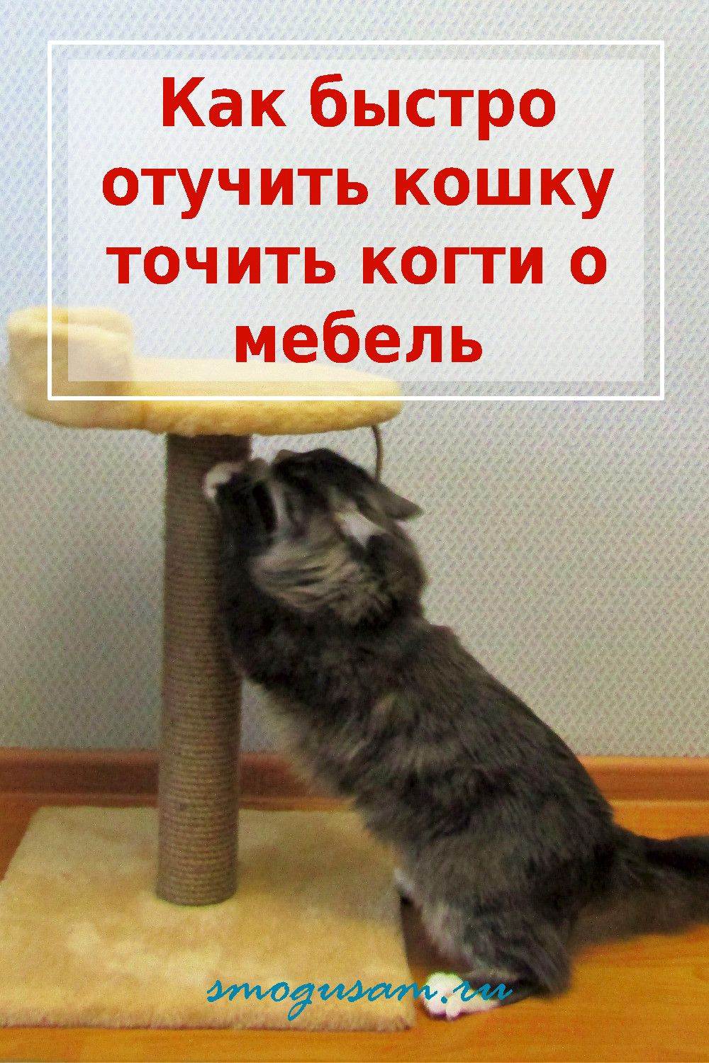Как отучить кошку точить когти о мебель - wikihow