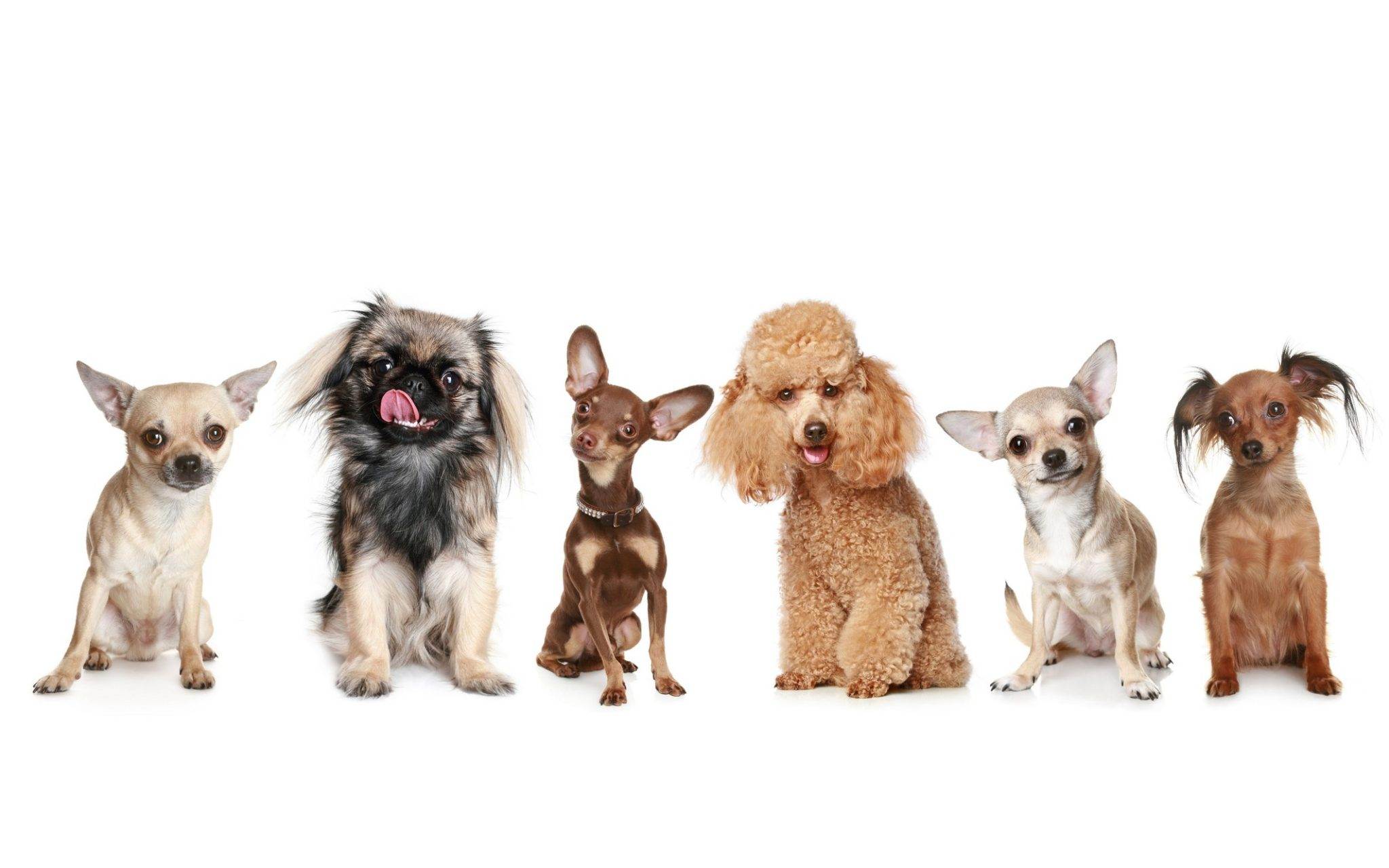 Породы маленьких собак с фото и названиями