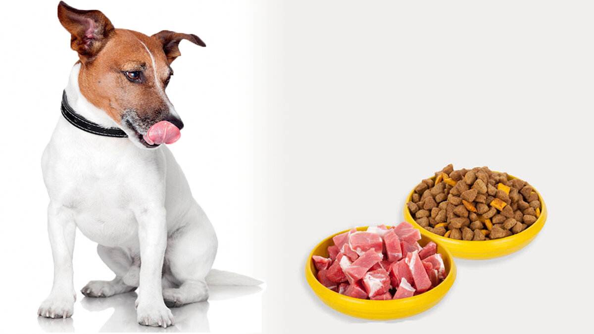Сухой корм или натуральный для собак - чем лучше кормить питомца | petguru