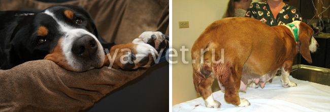Пиометра у собак: симптомы, лечение и операция по удалению