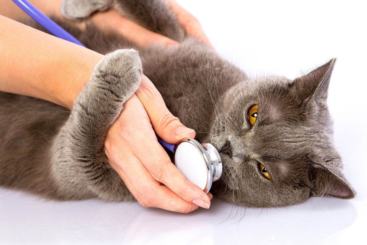 Инфаркт у кошек: симптомы, лечение, почему возникает