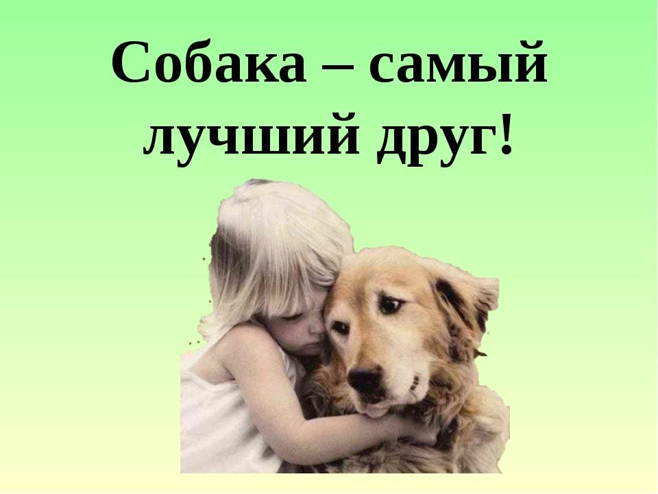 Как собака стала лучшим другом человека: историческая справка, особенности дружбы человека и собаки