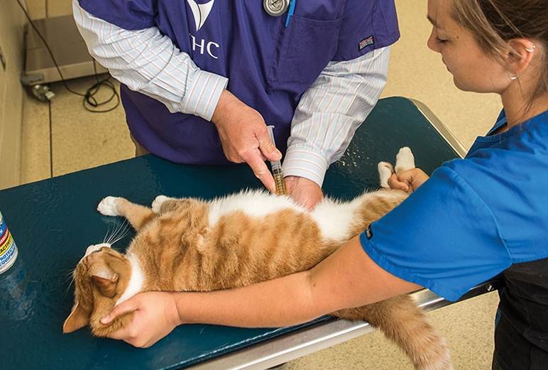 Что делать при внутреннем кровотечении у кошки: как распознать и чем помочь животному, советы ветеринаров