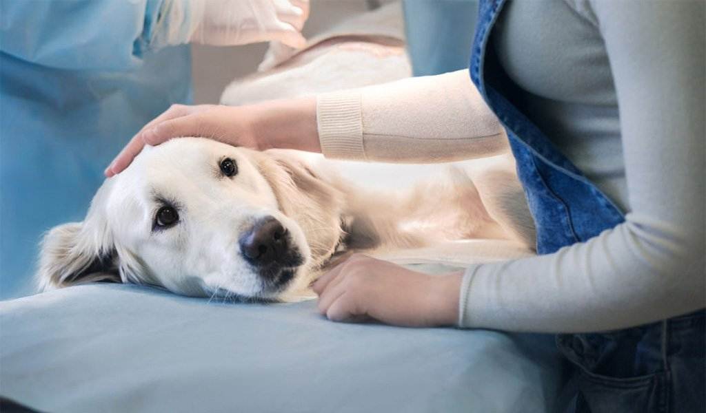 Стерилизация собак - плюсы и минусы, виды стерилизации и их особенности