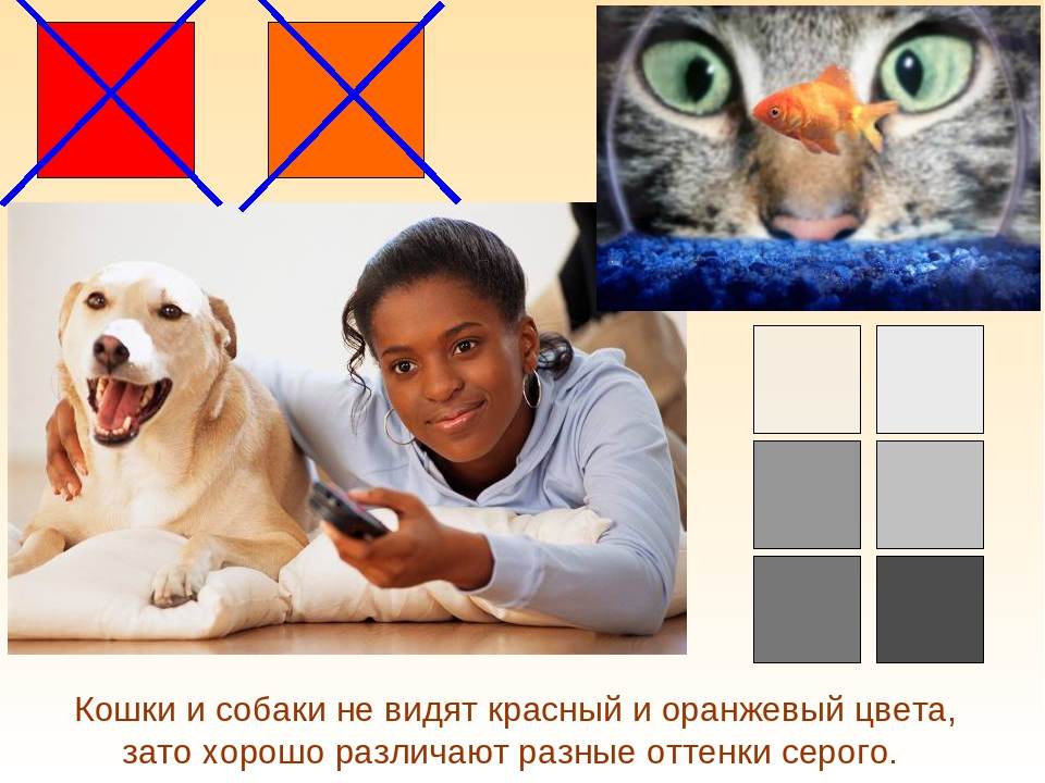 Как видят кошки и собаки: особенности зрения животных