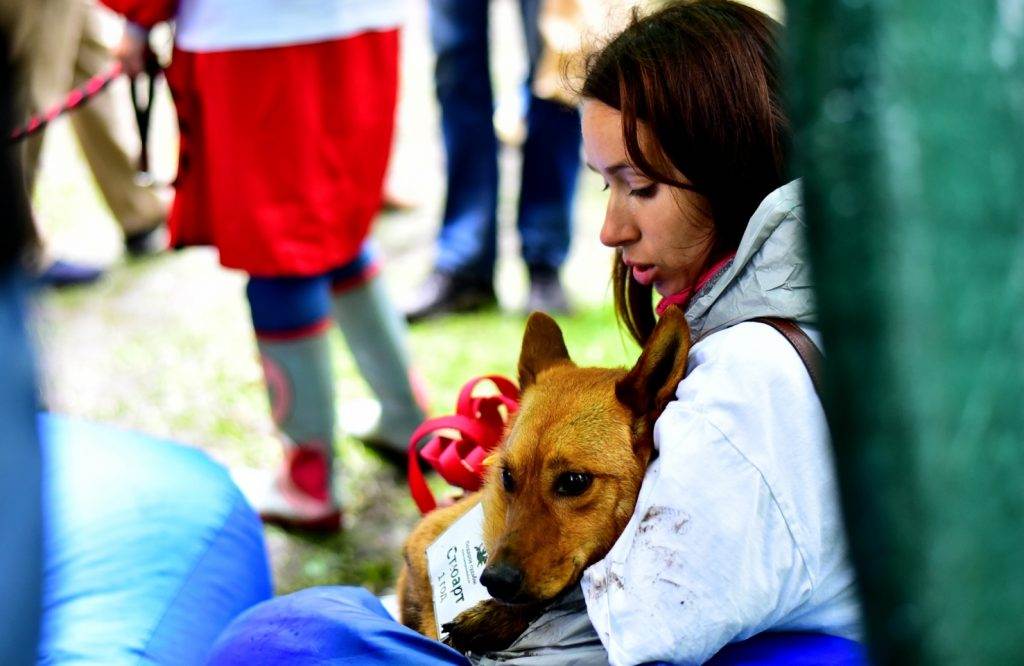 «могут загрызть тех, кто их кормит»: президент центра правовой зоозащиты — о стерилизации и росте числа бродячих собак — рт на русском