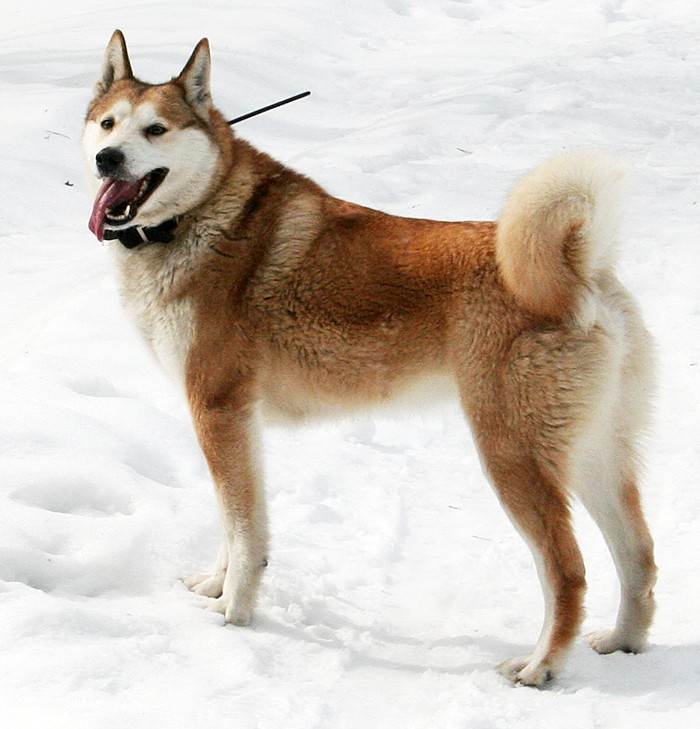 Восточно-сибирская лайка и ее описание: ключевые характеристики данной породы собак