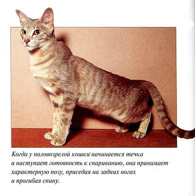 Половое созревание котят: все что нужно знать владельцам - блог о кошках