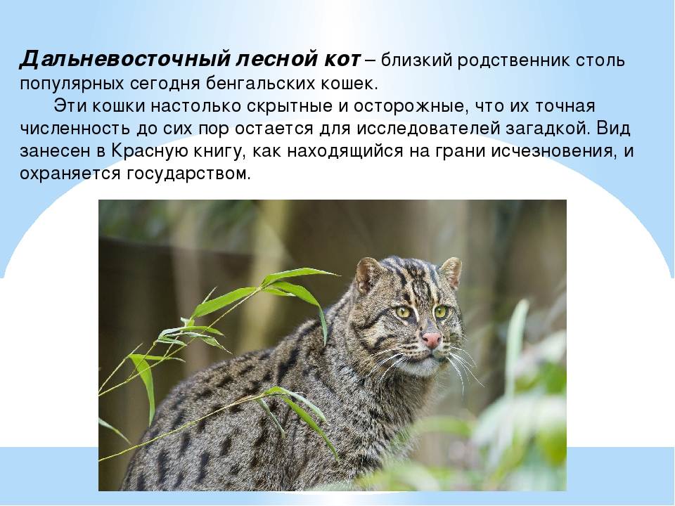 Дикая [европейская, лесная] кошка. лесной кот. дикий кот.дикая кошка. felis silvestris schreber = дикая [европейская, лесная] кошка