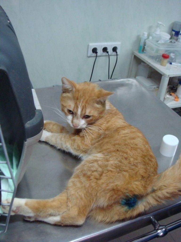 Кастрация кота – когда нужно делать операцию, ее плюсы и минусы, советы ветеринара по подготовке к процедуре