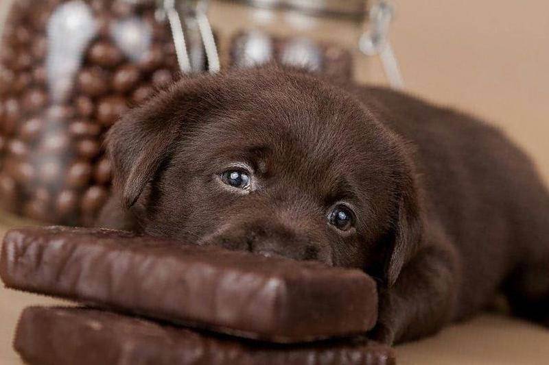 Что делать, если собака съела шоколад: смертельная доза продукта для животного