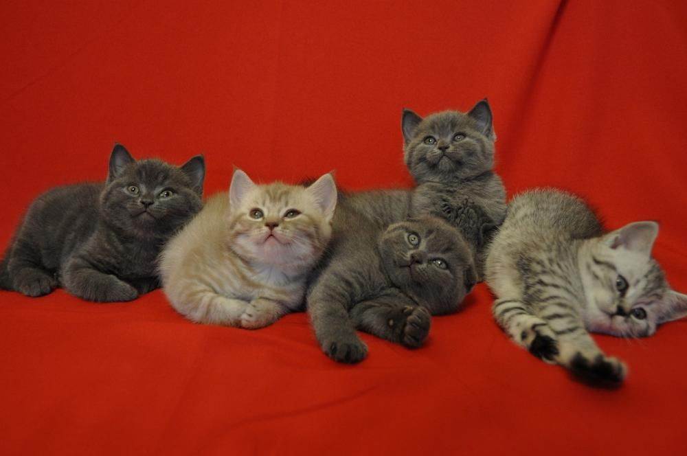 Разновидности шотландских кошек: скоттиш-фолд, скоттиш-страйт, хайленд-страйт и хайленд-фолд
