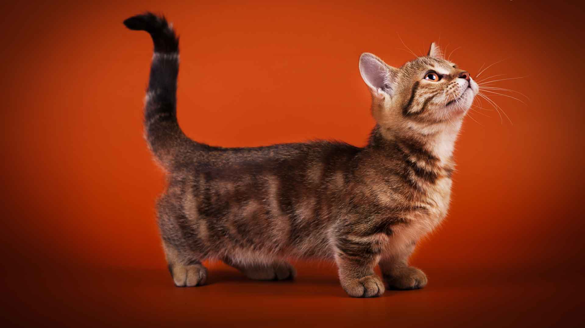 Породы коротколапых кошек: как называются коты с короткими, маленькими лапами, каковы особенности их содержания?