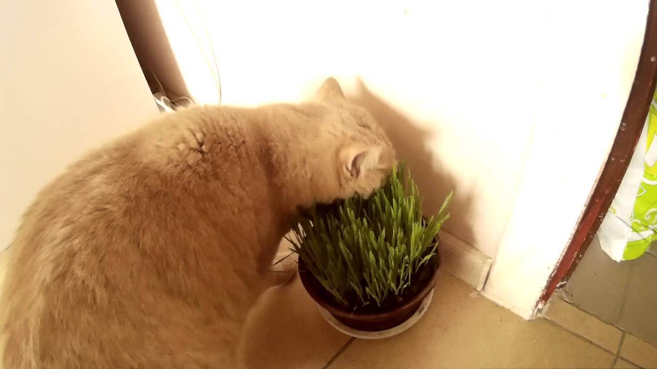 Как отучить кота есть цветы, первые действия при отравлении