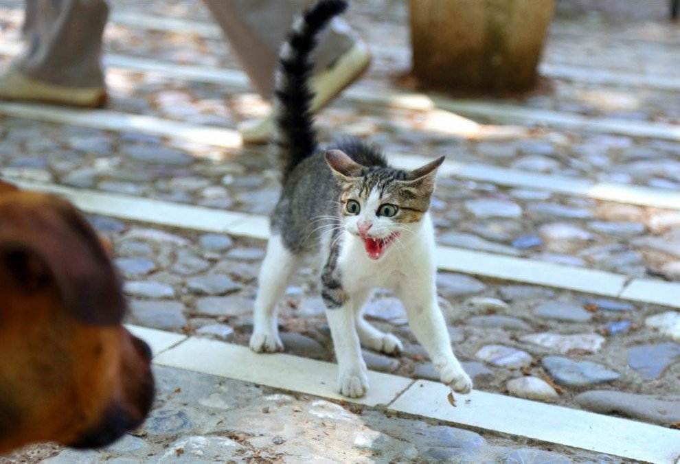 Что делать, если кот кусается и нападает: на хозяев или других животных, причины агрессии домашнего любимца, меры борьбы с нежелательным поведением