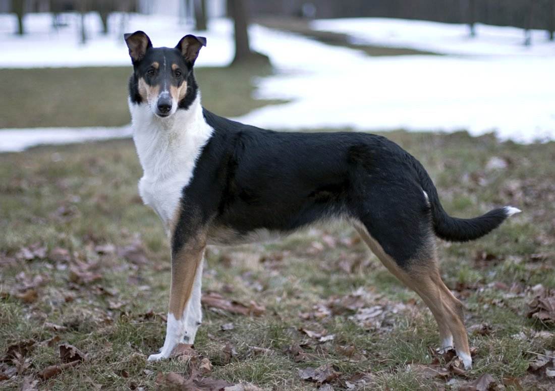 Короткошёрстный колли: фото и описание породы собак