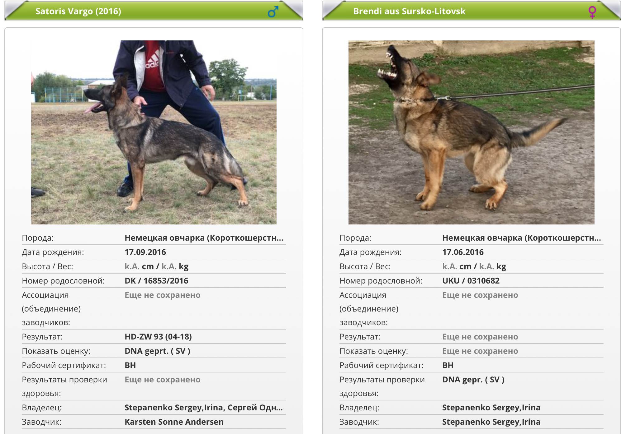 Немецкая овчарка: рост и вес щенка и взрослой собаки по месяцам