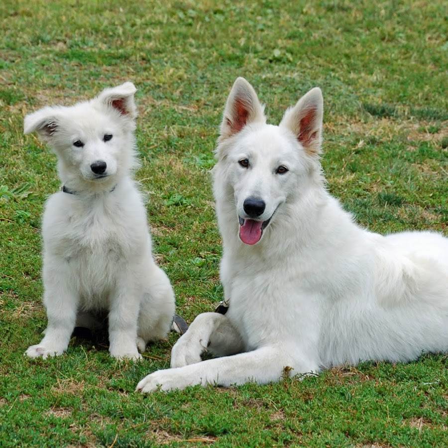 Белые породы собак — список с фото и названиями