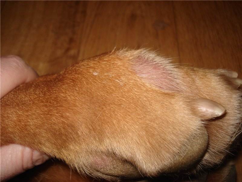 Пиотравматический дерматит у собак: причины и лечение