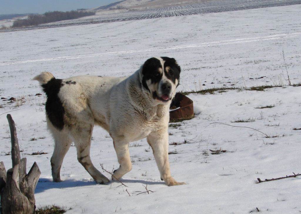 Собака алабай, характеристика породы и отзывы