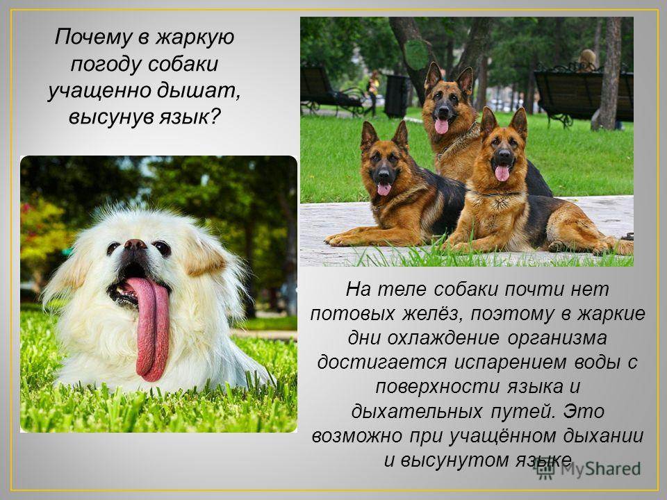 Почему собака высовывает язык: в жару или при других обстоятельствах?