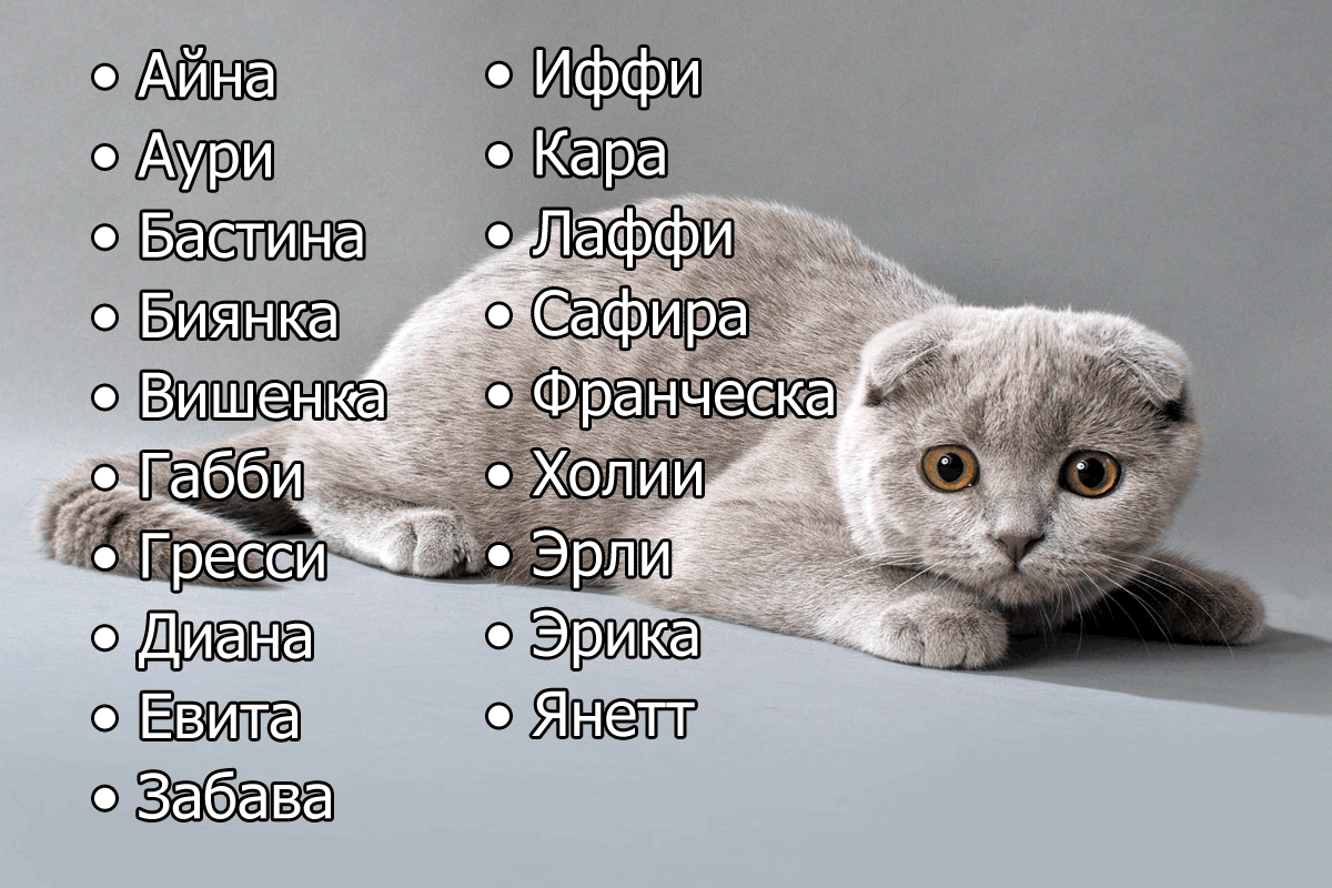 Клички | имена для рыжих кошек со значением | тайна имени