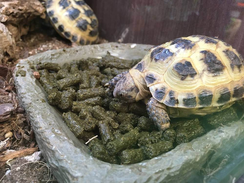 Сухопутные черепахи в домашних условиях: содержание и чем кормить?