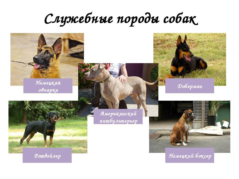 Какие бывают отечественные породы служебных собак: содержание и уход