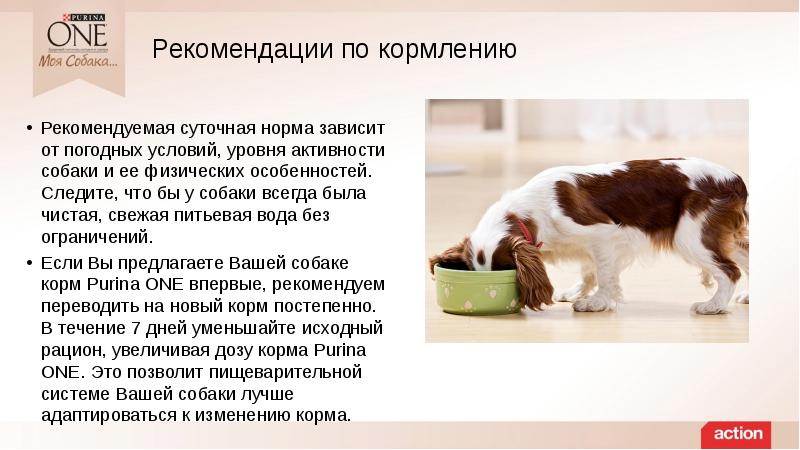 Как кормить щенка в 2 месяца: сколько раз в день, рацион и режим кормления для 2-месячных собак, примерное меню с домашней едой и сухим кормом