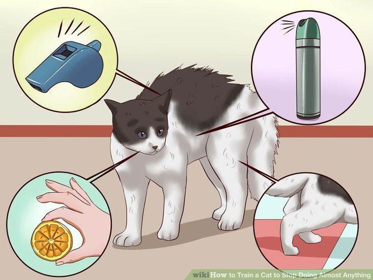 Недержание мочи у кошки: что делать?