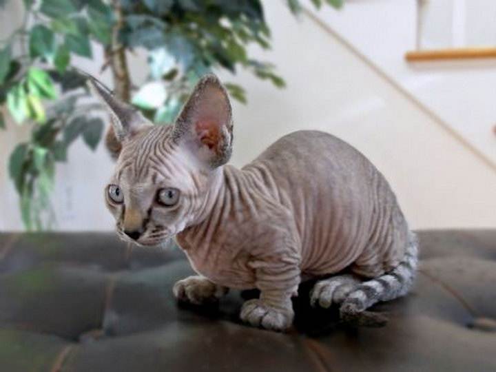 Карликовые породы кошек с фотографиями. породы самых маленьких котов в мире с фото. маленькие кошки в дикой природе