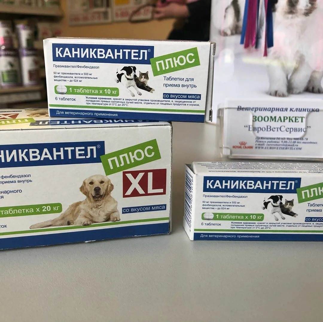 Каниквантел для собак: причины назначения, дозировка, рекомендации ветеринара по использованию - kupipet.ru