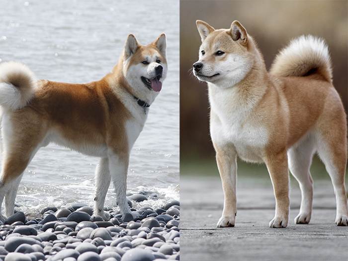 Японские породы собак: обзор всех представителей (+ фото) | ваши питомцы