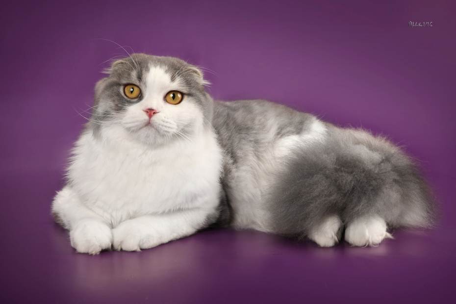 Шотландская длинношерстная прямоухая кошка хайленд-страйт: описание породы | муркотики