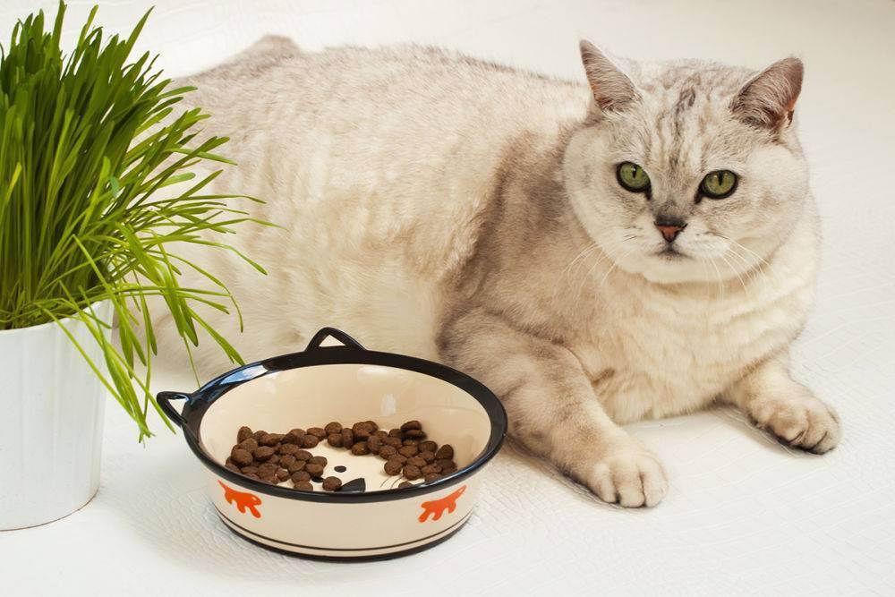 Сухой корм или натуральный для кошек - каким лучше кормить