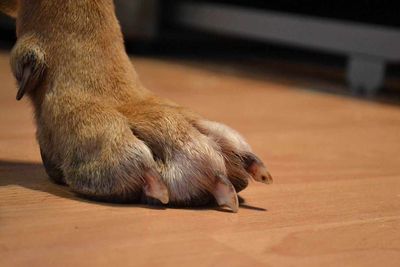 Пальцы у собак: сколько их на лапе, функциональность, возможные аномалии развития