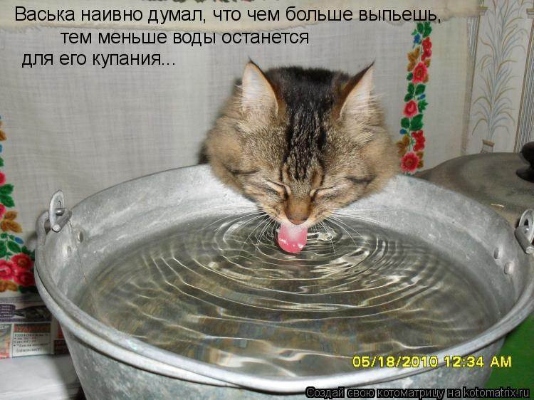 Почему кошка не пьет