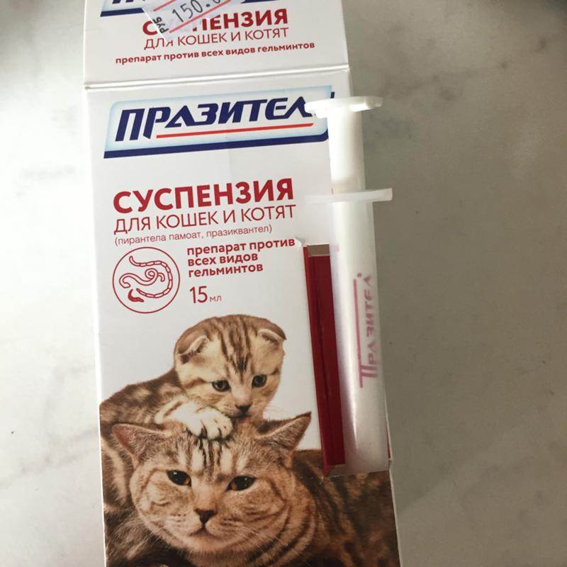Как дать котенку или взрослой кошке суспензию от глистов: правила применения антигельминтика