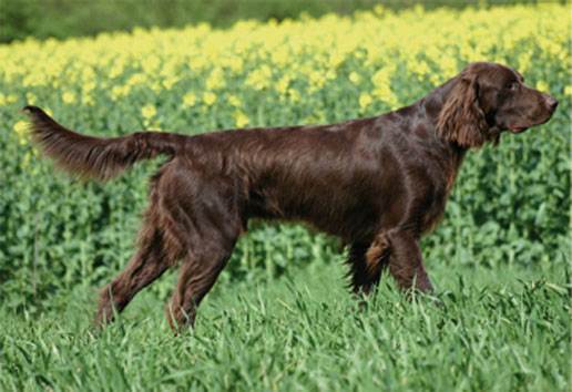 Немецкая длинношерстная легавая: происхождение породы и характер собаки